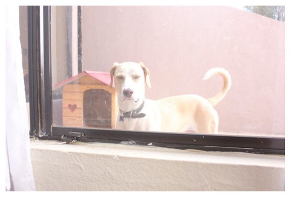 cane-che-guarda-dalla-finestra