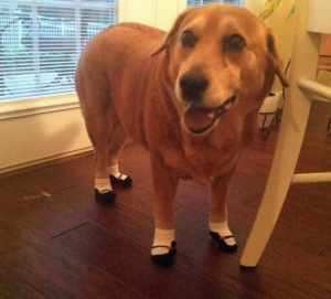 10 cani completamente stravaganti (FOTO)