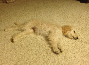 10 cani completamente stravaganti (FOTO)