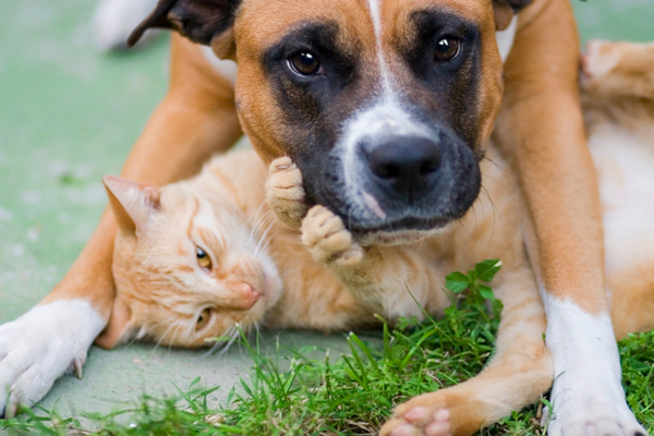 cane e gatto