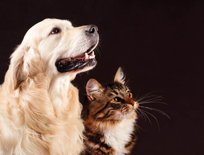 Cat and dog, siberian kitten , golden retriever looks at right