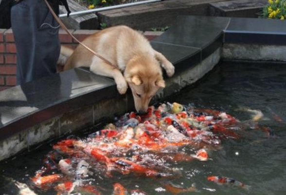 cane-guarda-pesci