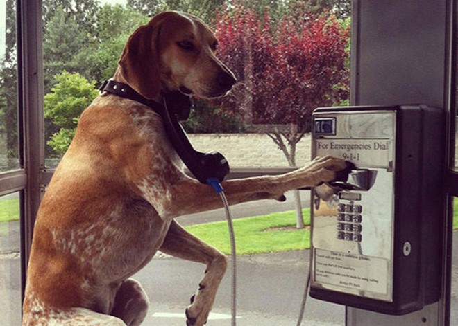 cane-in-cabina-pubblica