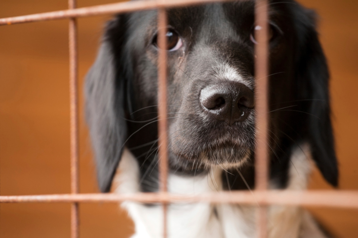 adottare cane e lasciare solo casa