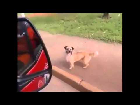 Un cane e la disperata corsa per amore (VIDEO)