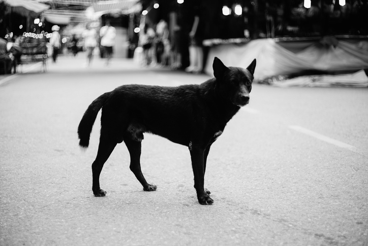 cane adottato dal quartiere