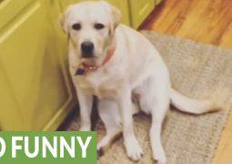Peanut il labrador, uno stalker in casa (VIDEO)