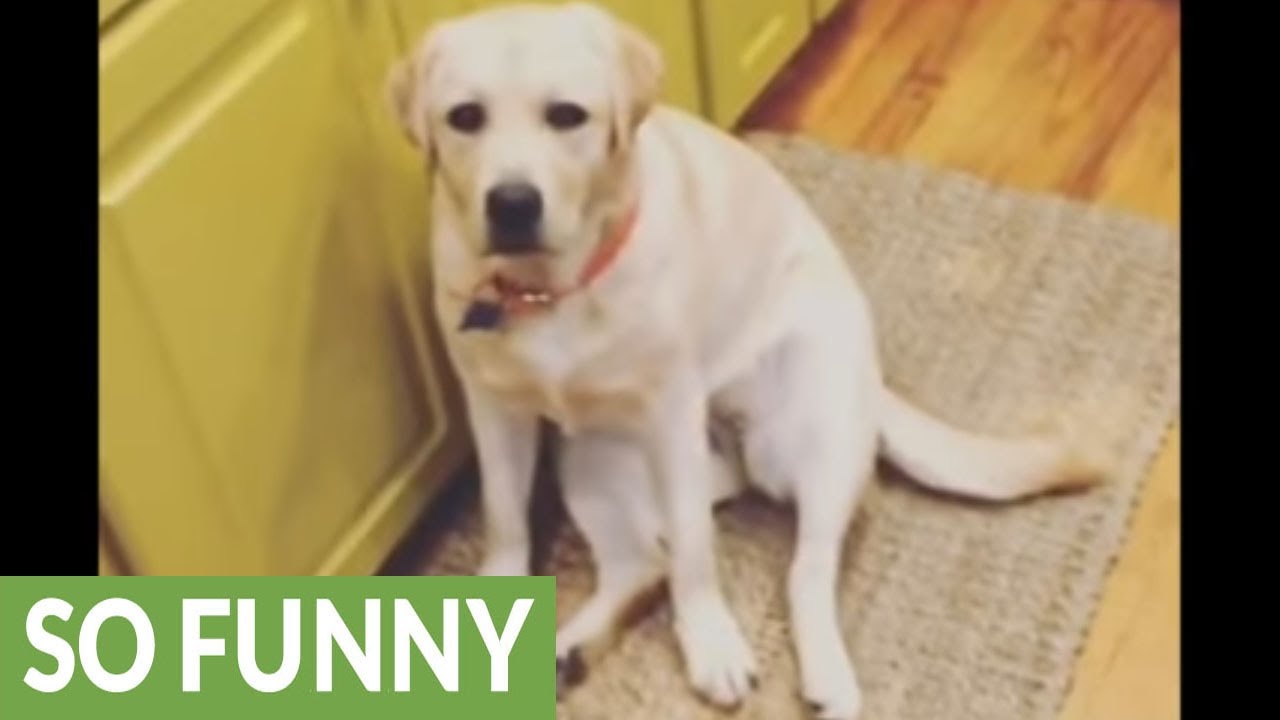 Peanut il labrador, uno stalker in casa (VIDEO)