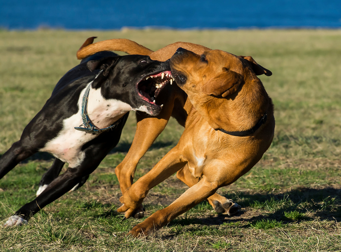 cane aggressivo