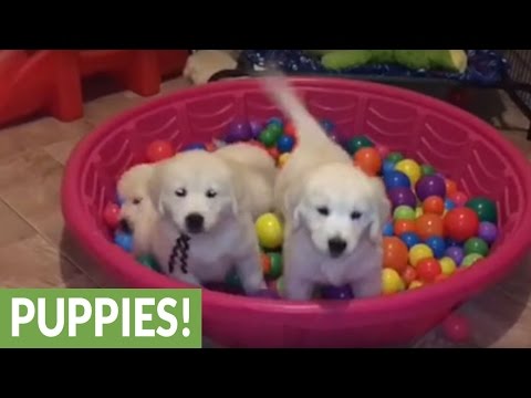 Cuccioli di golden nel paradiso dei giochi (VIDEO)