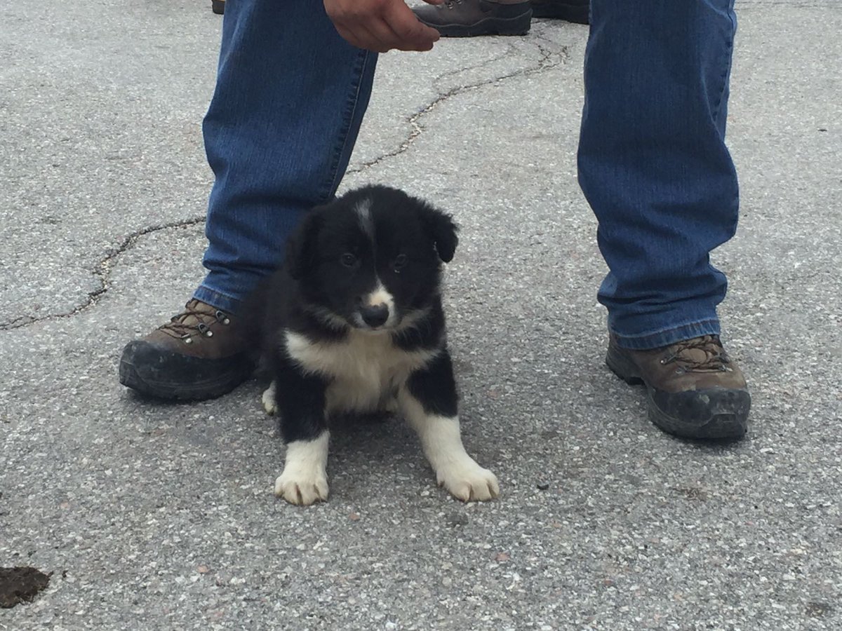 cucciolo-di-border-collie