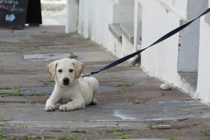 Cuccioli al guinzaglio