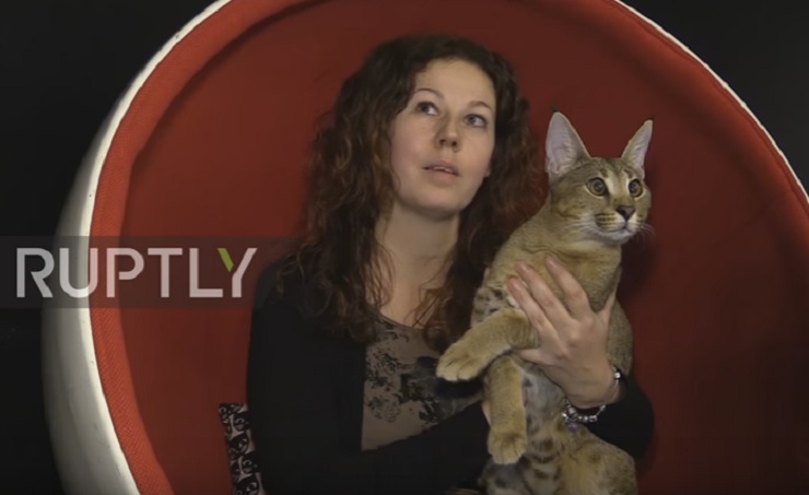 Demo Moore, il gatto più caro e raro al mondo (VIDEO)