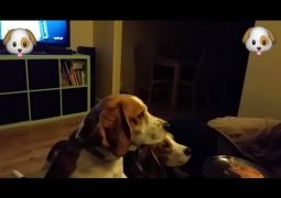 Due beagle e la tattica per un pezzo di pizza (VIDEO)