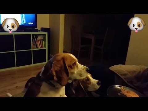 Due beagle e la tattica per un pezzo di pizza (VIDEO)