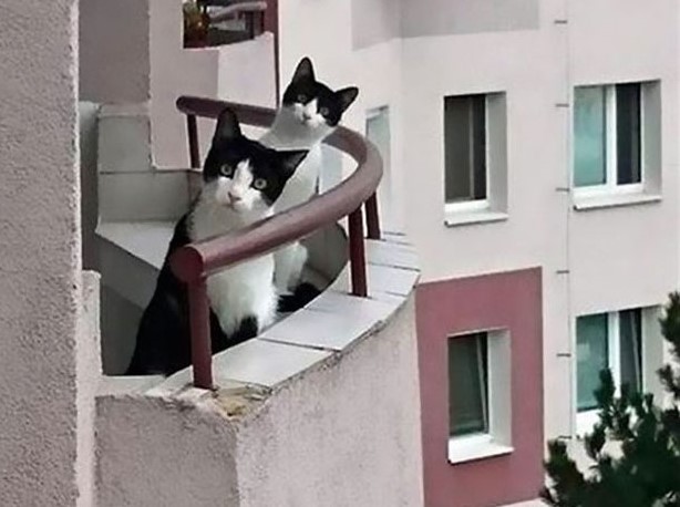 due-gatti-al-balcone