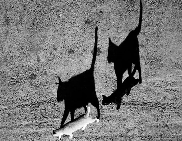 due-gatti-e-le-loro-ombre