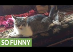 Gattino sfrenato abusa della pazienza materna (VIDEO)