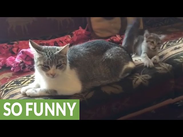 Gattino sfrenato abusa della pazienza materna (VIDEO)