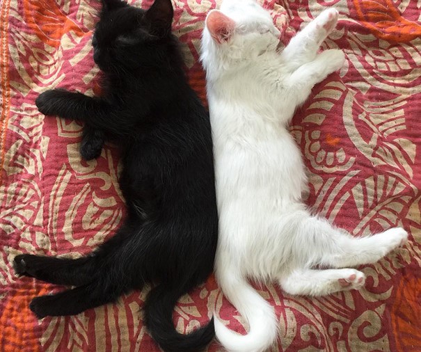 gattini-nero-e-bianco-dormono