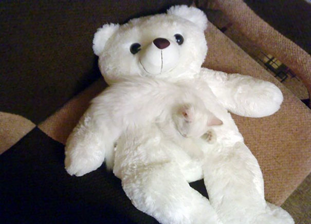 gattino-bianco-dorme-su-orsetto