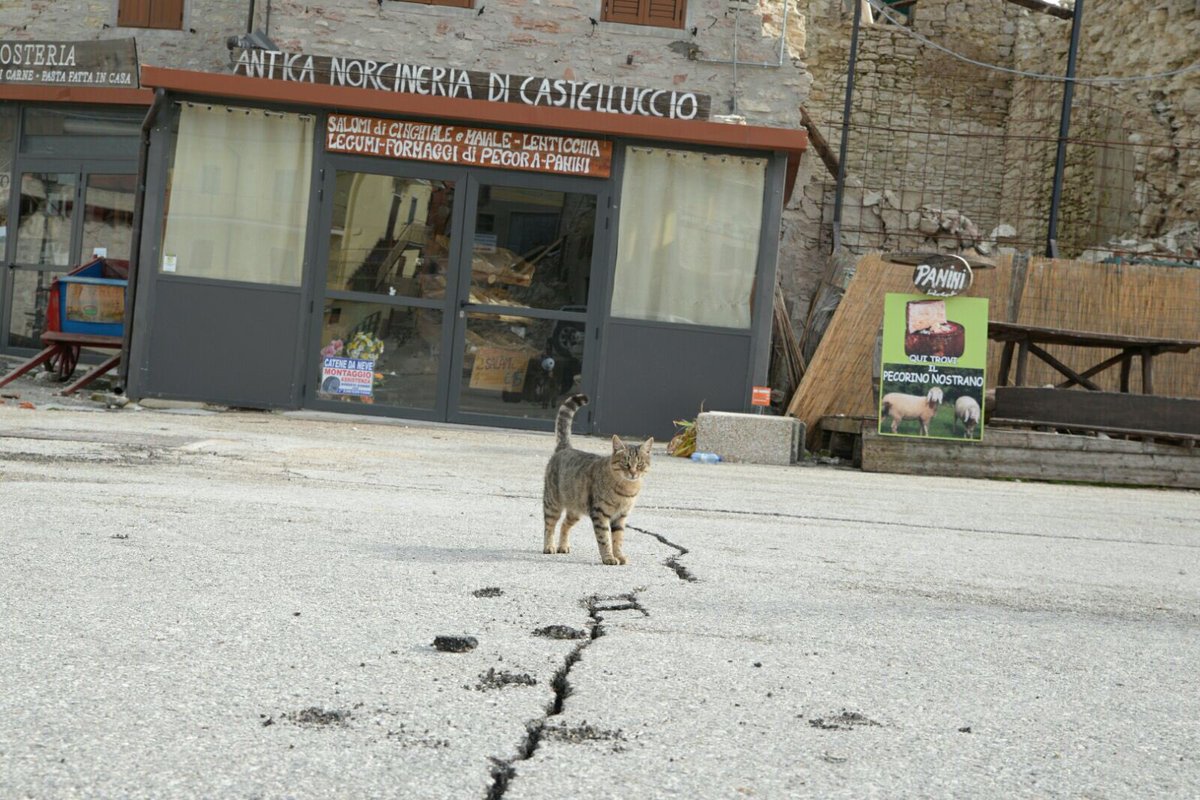 gatto-a-norcia-su-suolo-fratturato-sisma