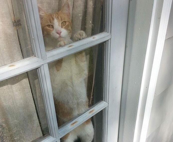 gatto-alla-finestra