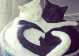 10 gatti che sono come lo Yin e lo Yang (FOTO)