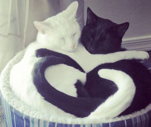 gatto-bianco-e-nero-abbracciati