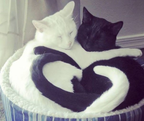 10 gatti che sono come lo Yin e lo Yang (FOTO)