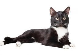 Insufficienza Renale Gatto Tutto Zampe