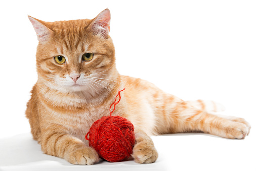 piastrine alte gatto cause sintomi diagnosi trombocitosi