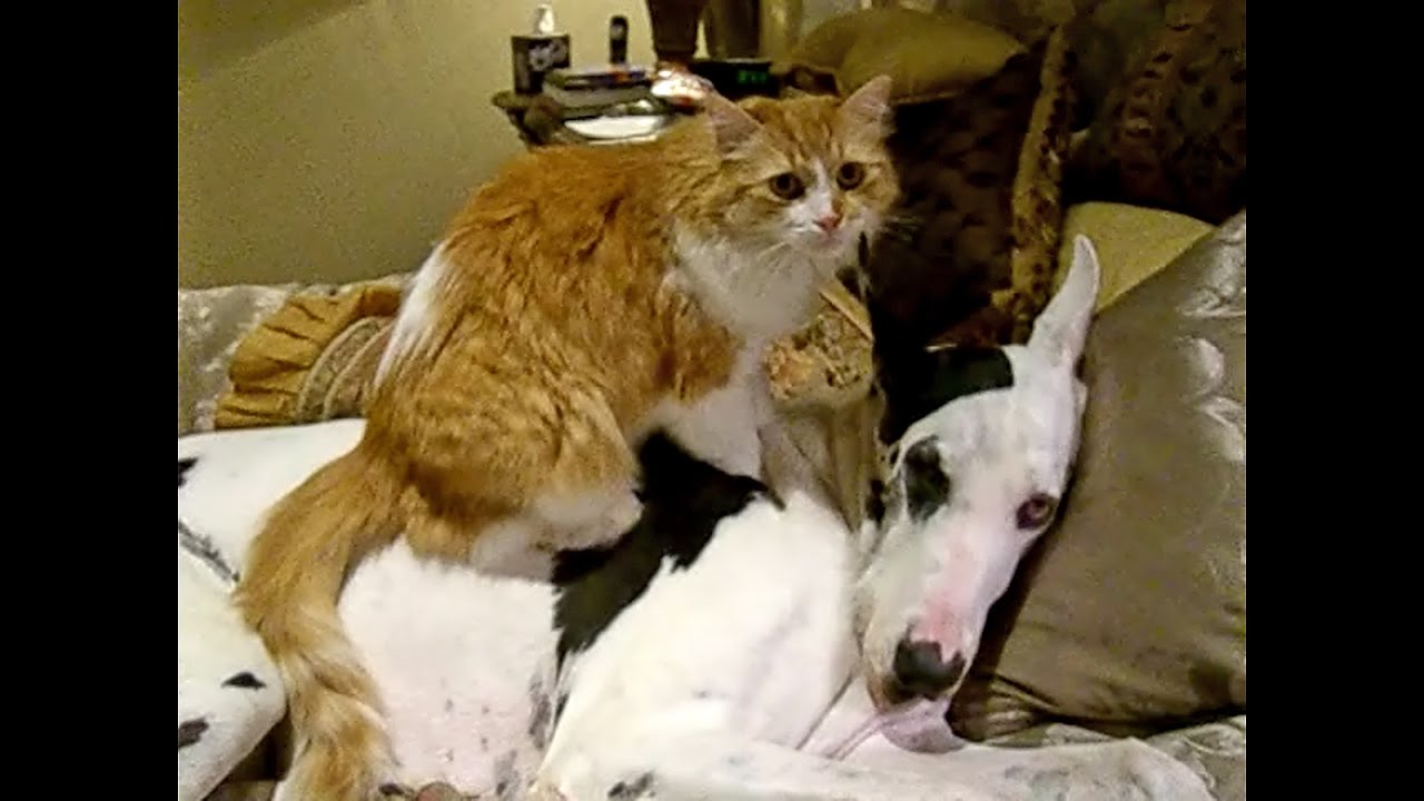 Jack, un gatto massaggiatore per amico (VIDEO)
