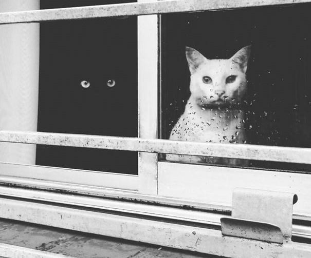 gatto-nero-e-bianco-alla-finestra