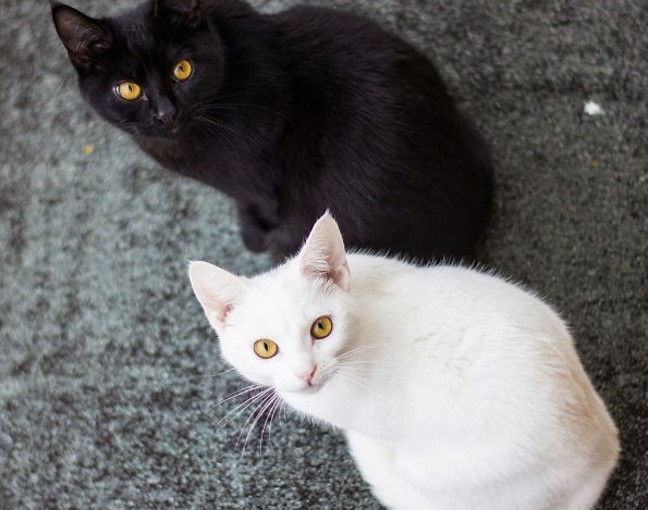 gatto-nero-e-bianco-con-occhi-gialli