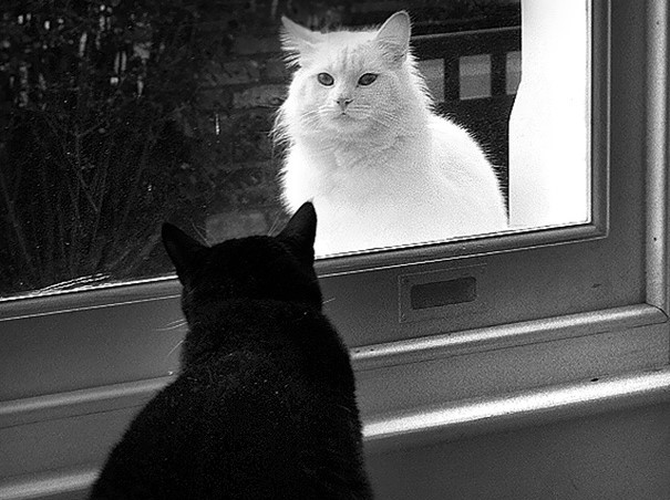 gatto-nero-e-bianco-si-guardano