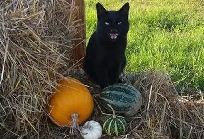 gatto-nero-e-zucche