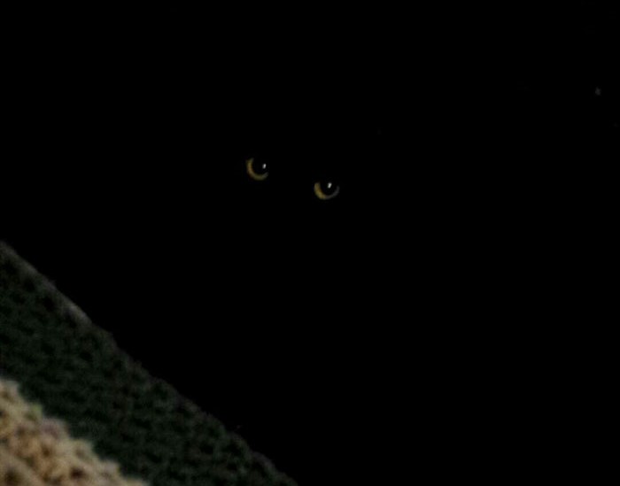 gatto-nero-steso