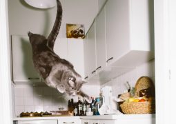 10 gatti in modalità jumping (FOTO)