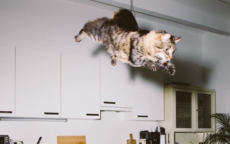 gatto-sospeso-su-tavolo-di-cucina
