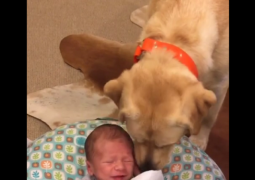 Labrador balia consola neonato che piange (VIDEO)
