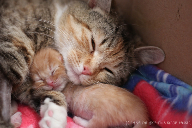 mamma gatto gattino coccole