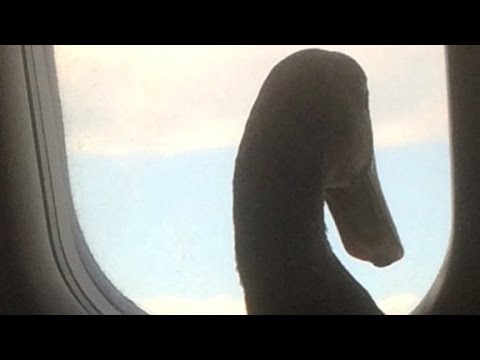 Duck Daniel, l'oca che ha reso giulivo un volo (VIDEO)