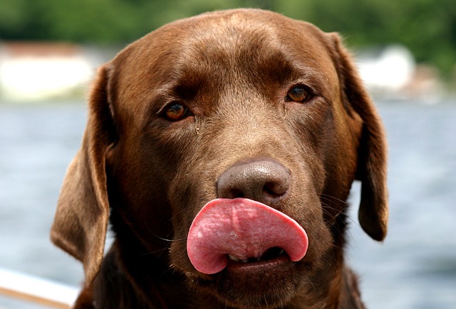 Zen, il cane cacciato dalla casa di Dio