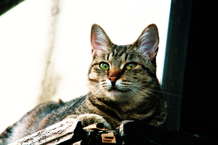 Cat lying down