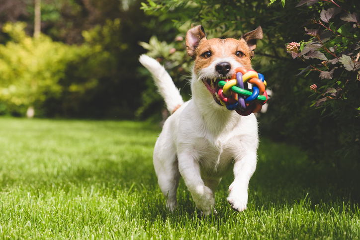 peli di cane