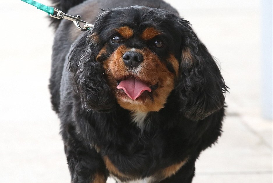 Oscar, cavalier king campione di dimagrimento