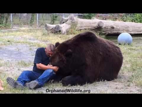 Orso Jimbo, 700 chili di coccole (VIDEO)