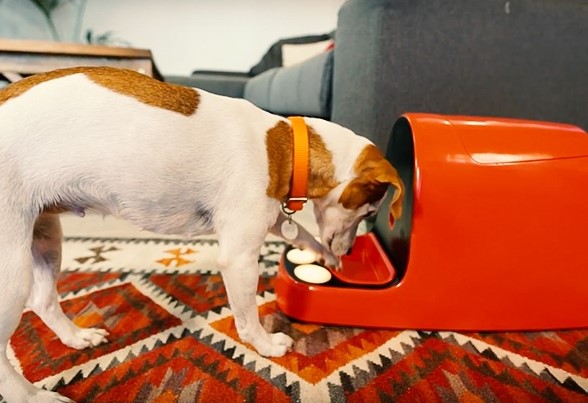 Cani, Bautiful box è la 1 console per il loro gioco (VIDEO)