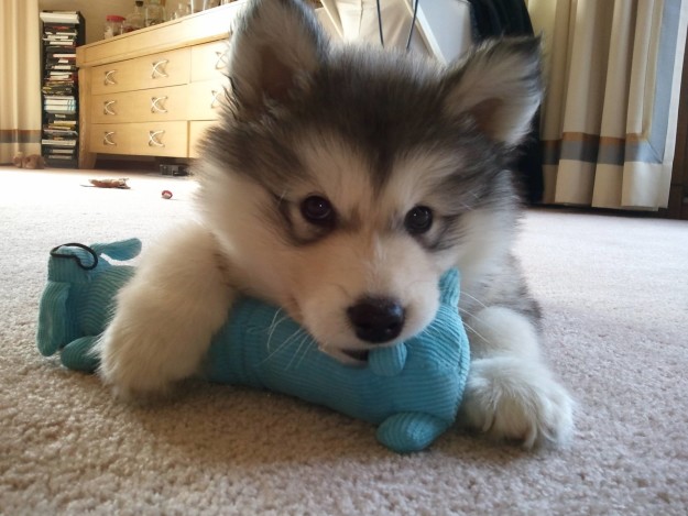 cucciolo-di-malamute-con-peluche